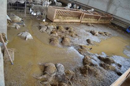 Inundacion8