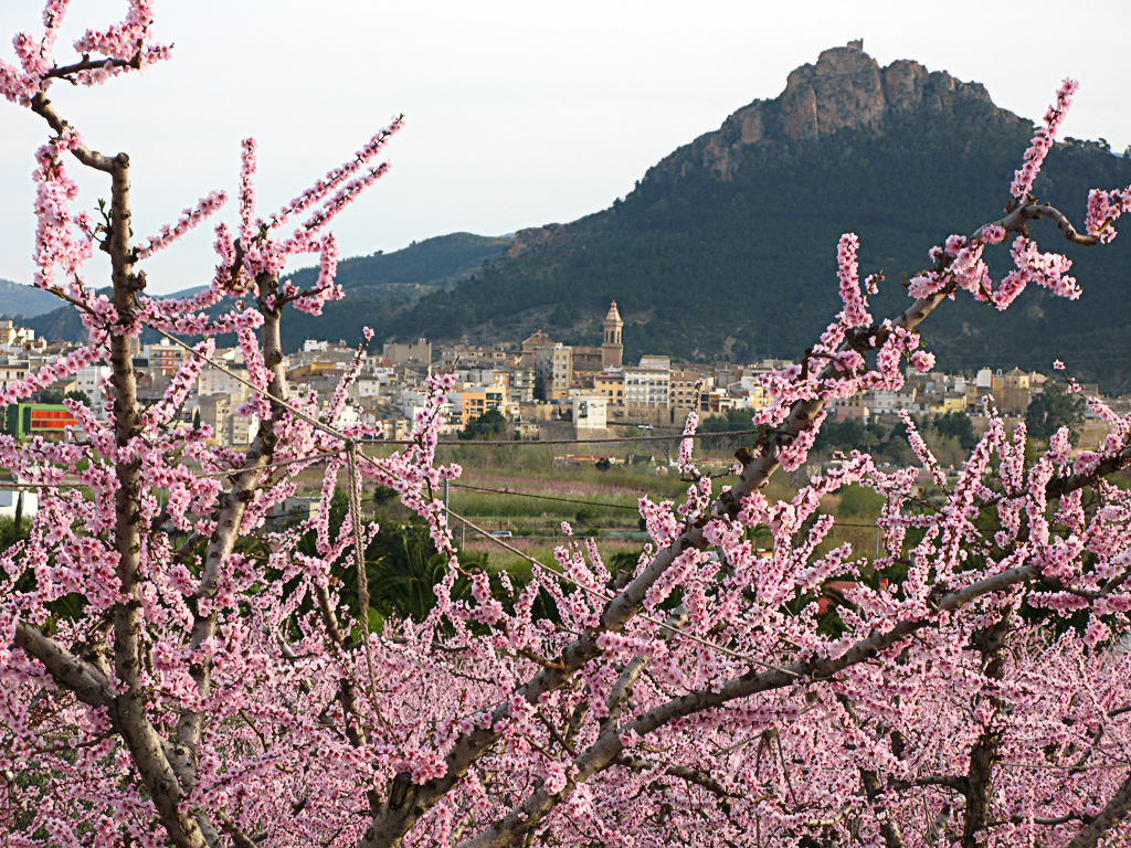 La floración es un fenómeno natural que anuncia la primavera