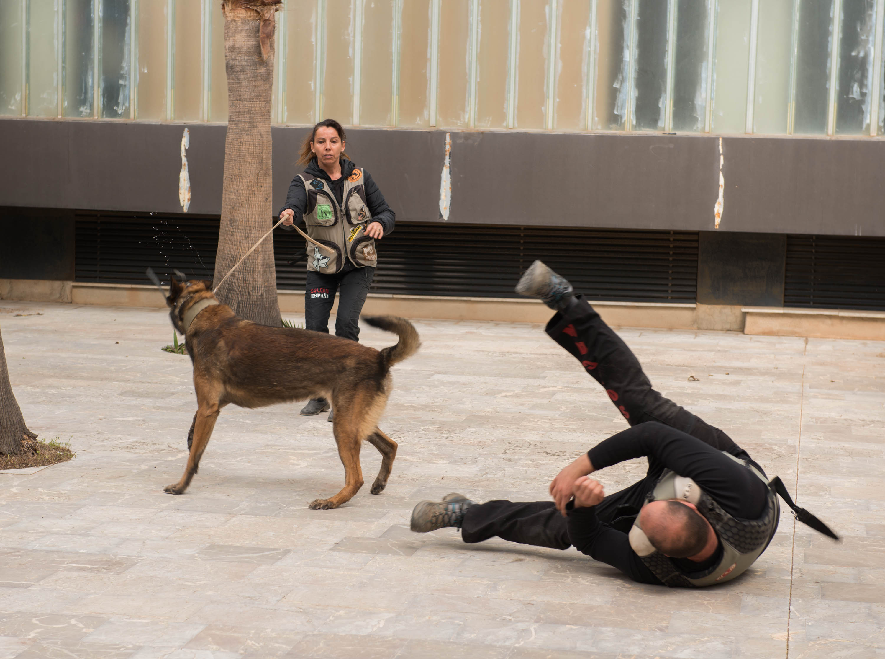 La Asamblea Regional de Murcia se ha convertido en el escenario de una demostración canina de protección a las mujeres víctimas de violencia de género